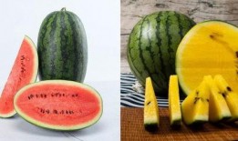 vx421吃瓜,揭秘vx421吃瓜背后的娱乐风云