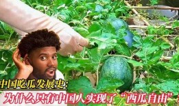 广西吃瓜自由,畅享夏日“吃瓜自由”，解锁地方特色美食之旅