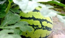 看瓜和吃瓜诗句大全,看瓜与吃瓜的诗意描绘