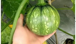 吃瓜小篓子,揭秘吃瓜小篓子的趣味生活