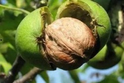 洛阳奔现吃瓜,一场别开生面的“吃瓜”盛宴