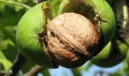 洛阳奔现吃瓜,一场别开生面的“吃瓜”盛宴