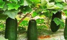 不如再去田里摘个瓜吃,不如再去田里摘个瓜，享受自然美味