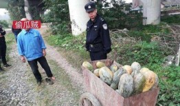 肥乡最新吃瓜事件,揭秘背后真相与网络热议