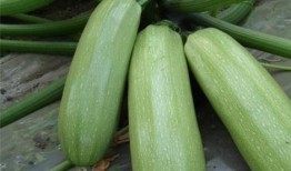 吃付瓜的好处,让你健康又美丽