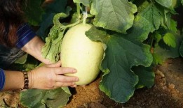 带眼吃瓜,揭秘娱乐圈背后的真相与八卦