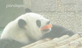 吃瓜熊猫图,萌态可掬的夏日清凉瞬间