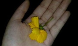 忍冬吃瓜视频,揭秘娱乐圈背后的那些事儿