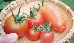 不如再去田里摘个瓜吃,不如再去田里摘个瓜，享受自然美味