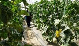 忍冬吃瓜视频,揭秘娱乐圈背后的那些事儿